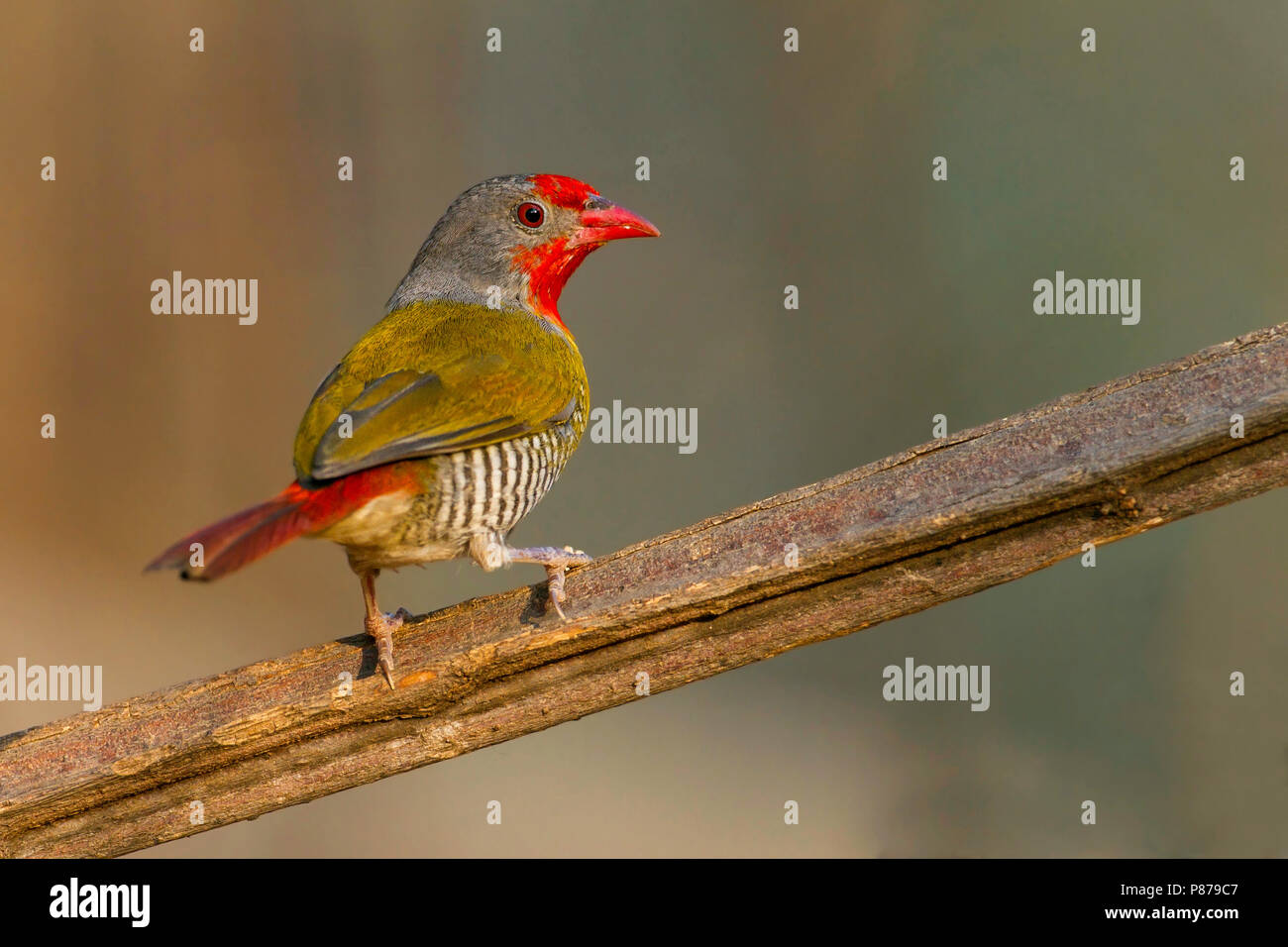 Green-winged Pytilia (Pytilia melba) auf einem Ast sitzend. Stockfoto