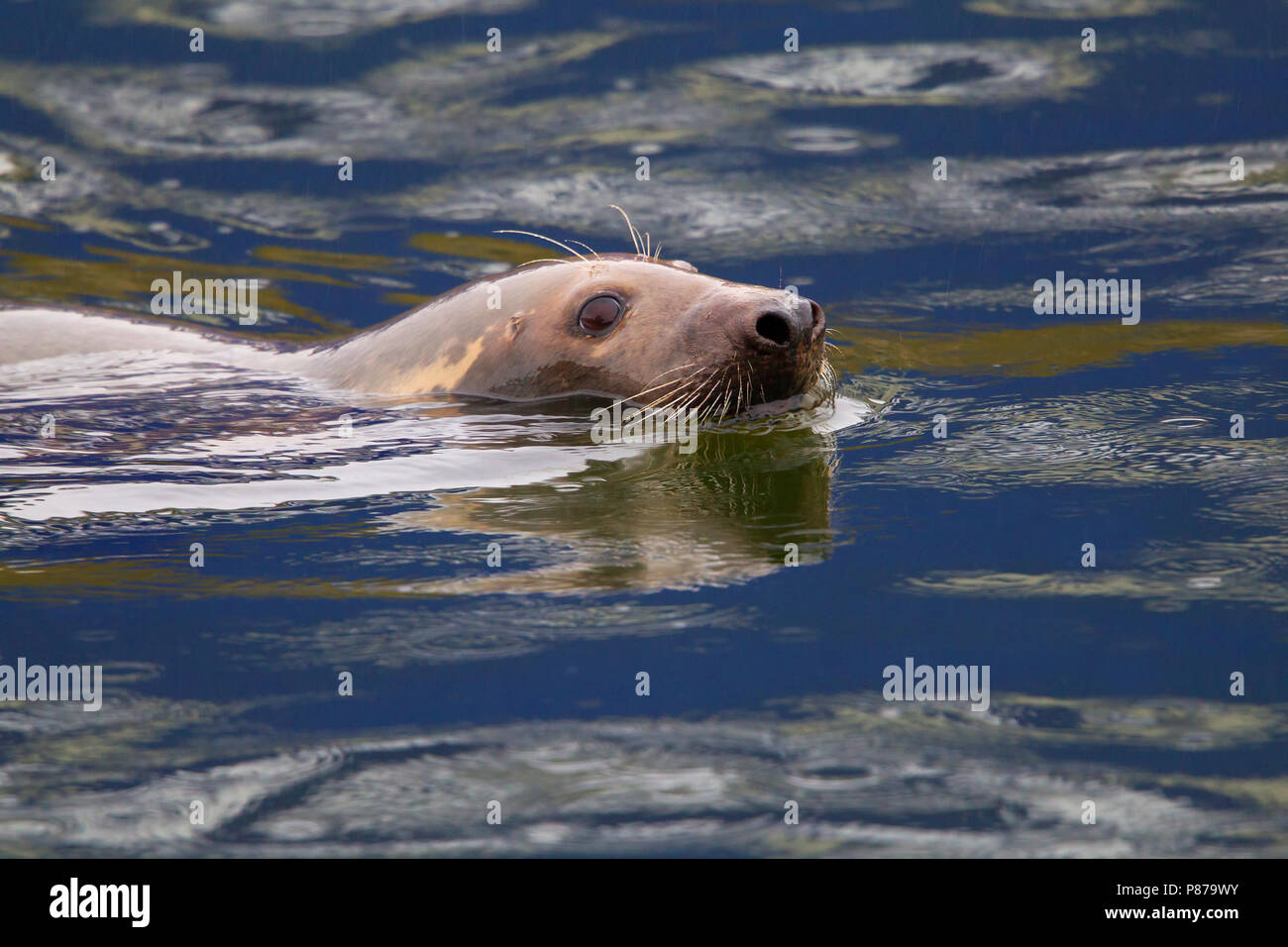 Grijze zeehond, Kegelrobbe Halichoerus grypus Stockfoto