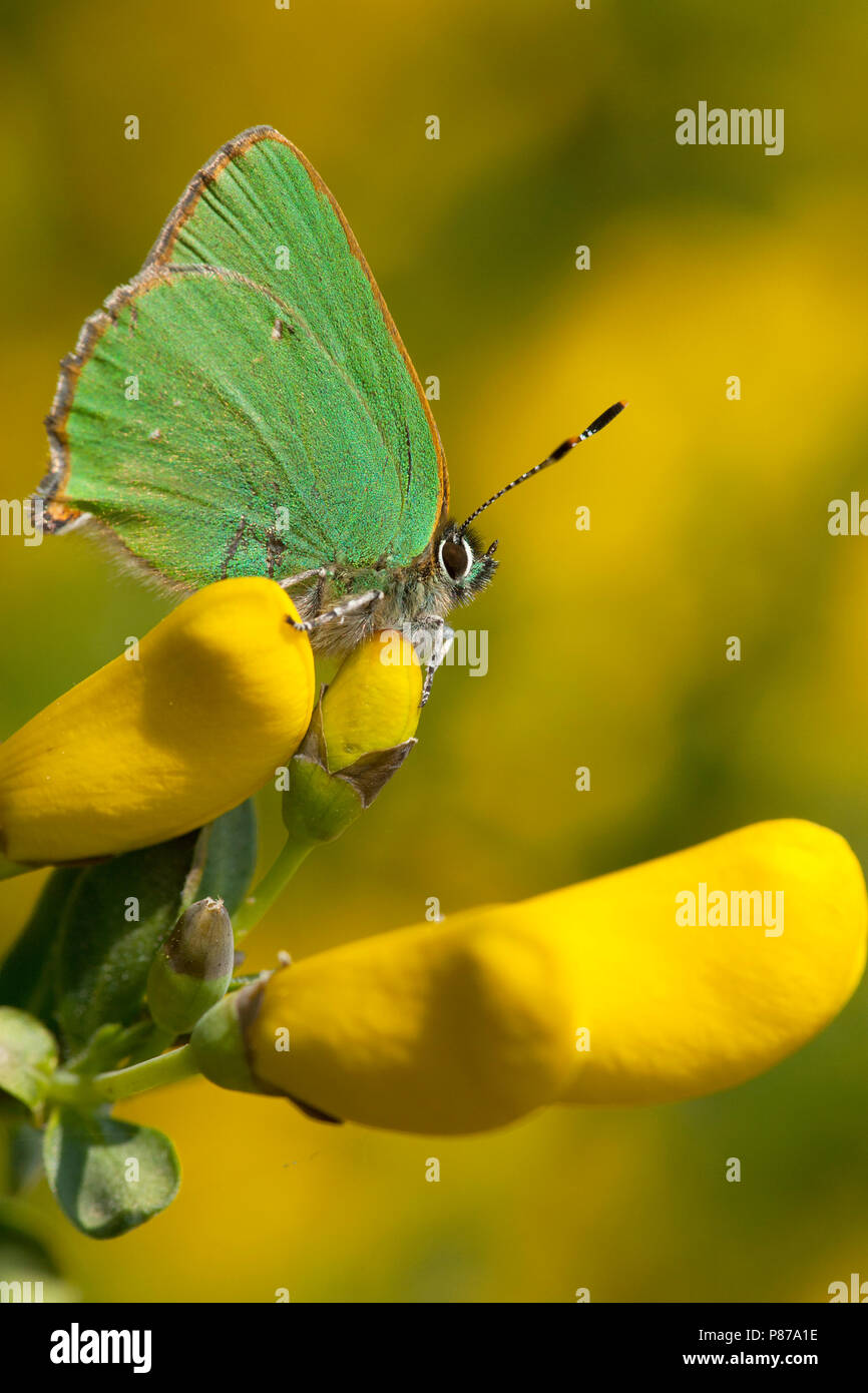 Groentje/Green Hairstreak (Callophrys Rubi) Stockfoto