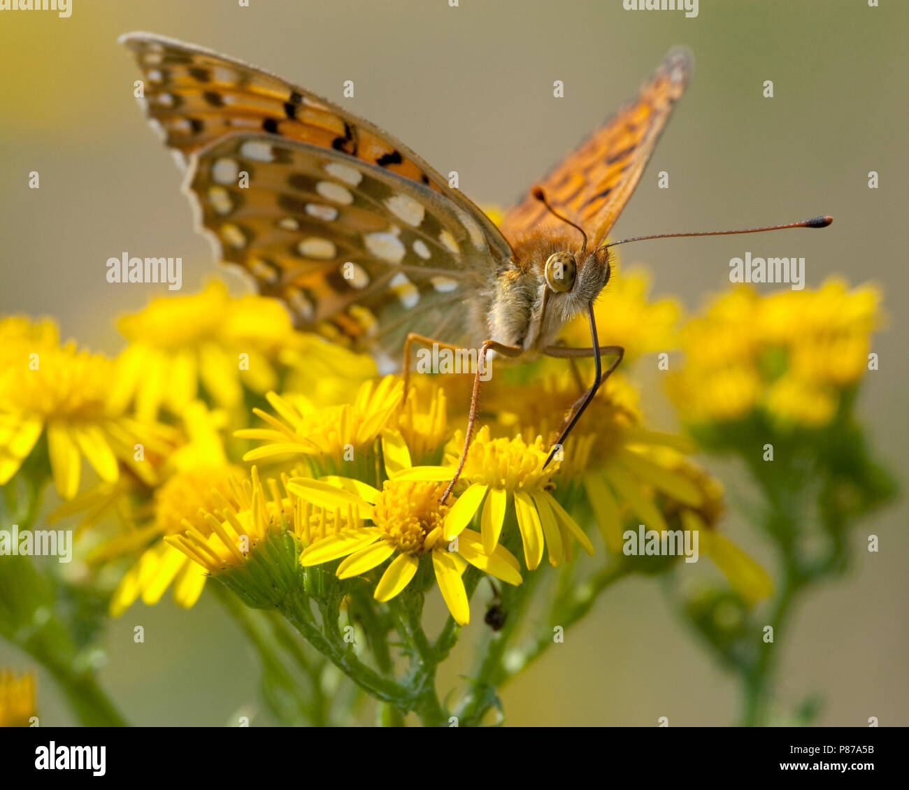 Grote parelmoervlinder/Dunkelgrün Fritillary (ceriagrion Doris) Stockfoto