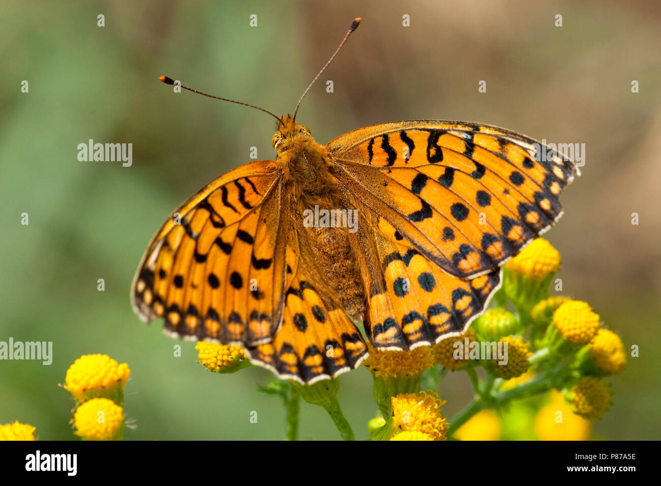 Grote parelmoervlinder/Dunkelgrün Fritillary (ceriagrion Doris) Stockfoto