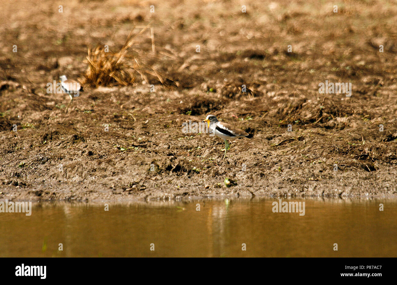 Senegal Gelbstirn-blatthühnchen Plover, Vanellus senegallus. Mana Pools Nationalpark. Simbabwe Stockfoto