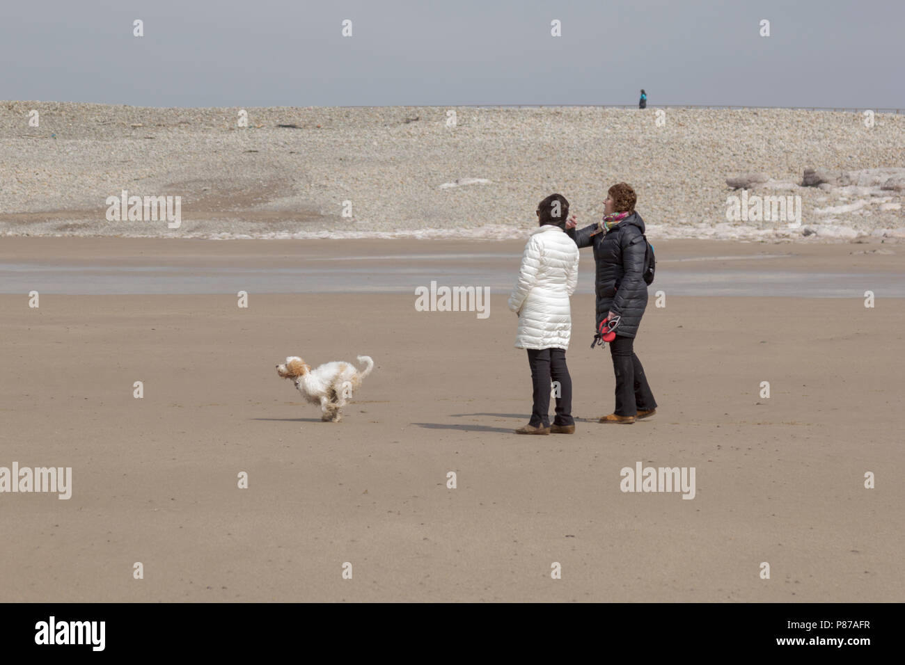 Porthcawl, South Wales, UK. 14. April 2018. UK Wetter: Hund Spaziergänger ihren Hund Spaziergang bei Porthcawl Beach, South Wales an einem sonnigen Tag. Stockfoto
