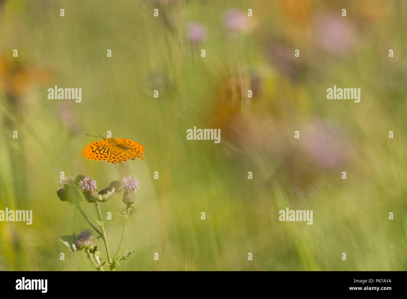 Keizermantels, Silber - gewaschen Fritillaries Stockfoto