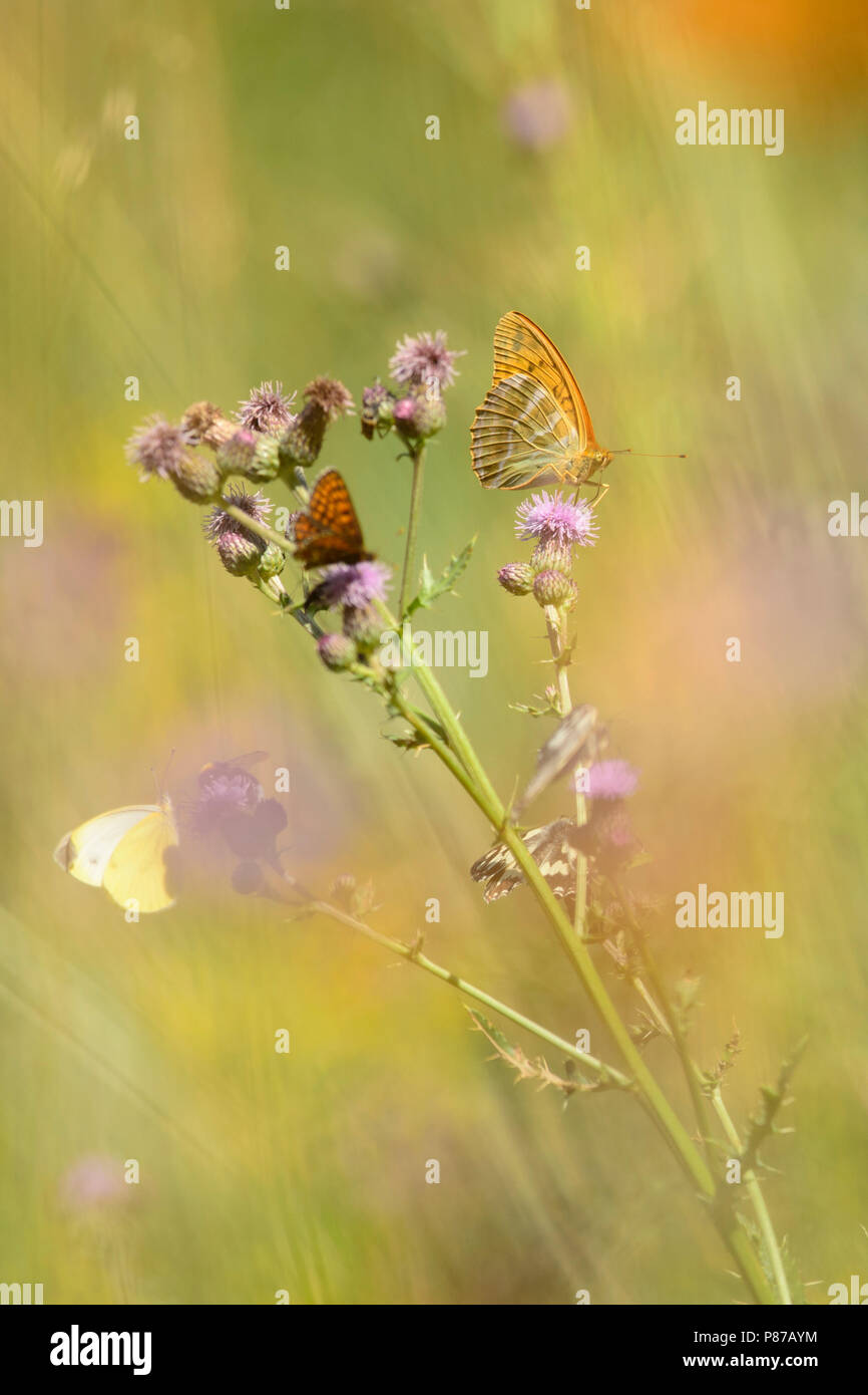 Keizermantels, Silber - gewaschen Fritillaries Stockfoto