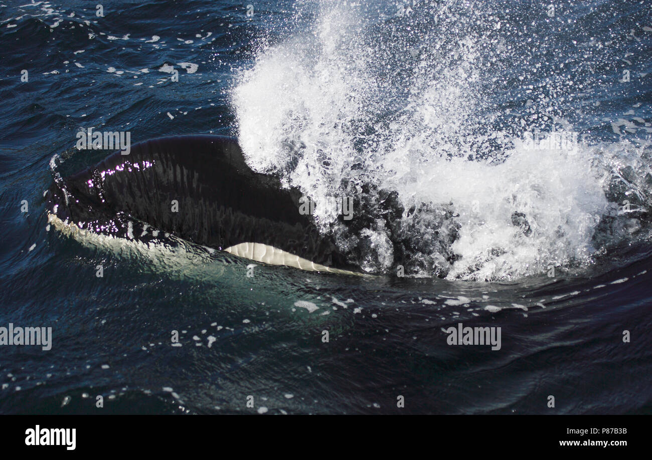 Orka, Killer Whale, Orcinus orca Stockfoto