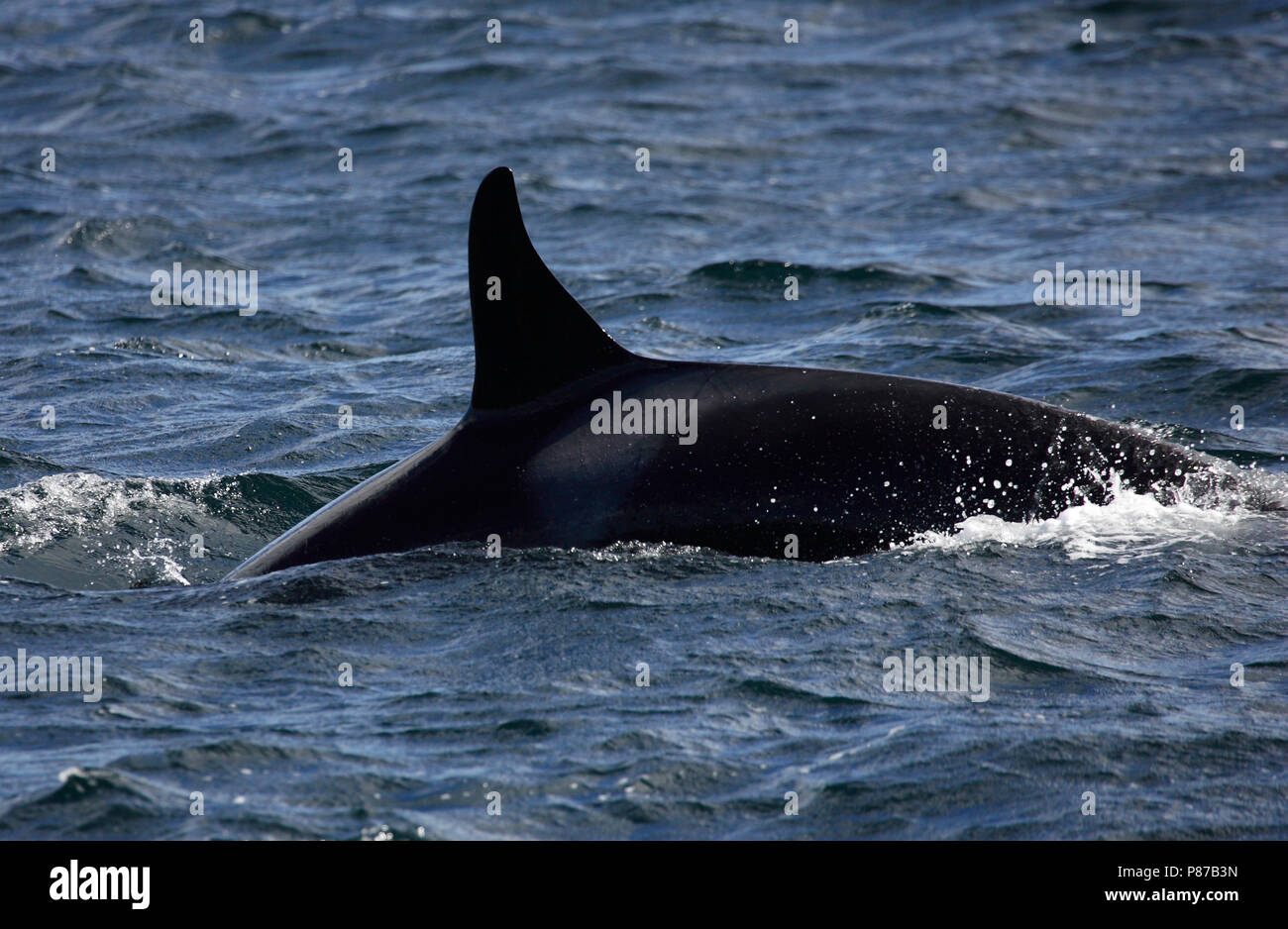 Orka, Killer Whale, Orcinus orca Stockfoto
