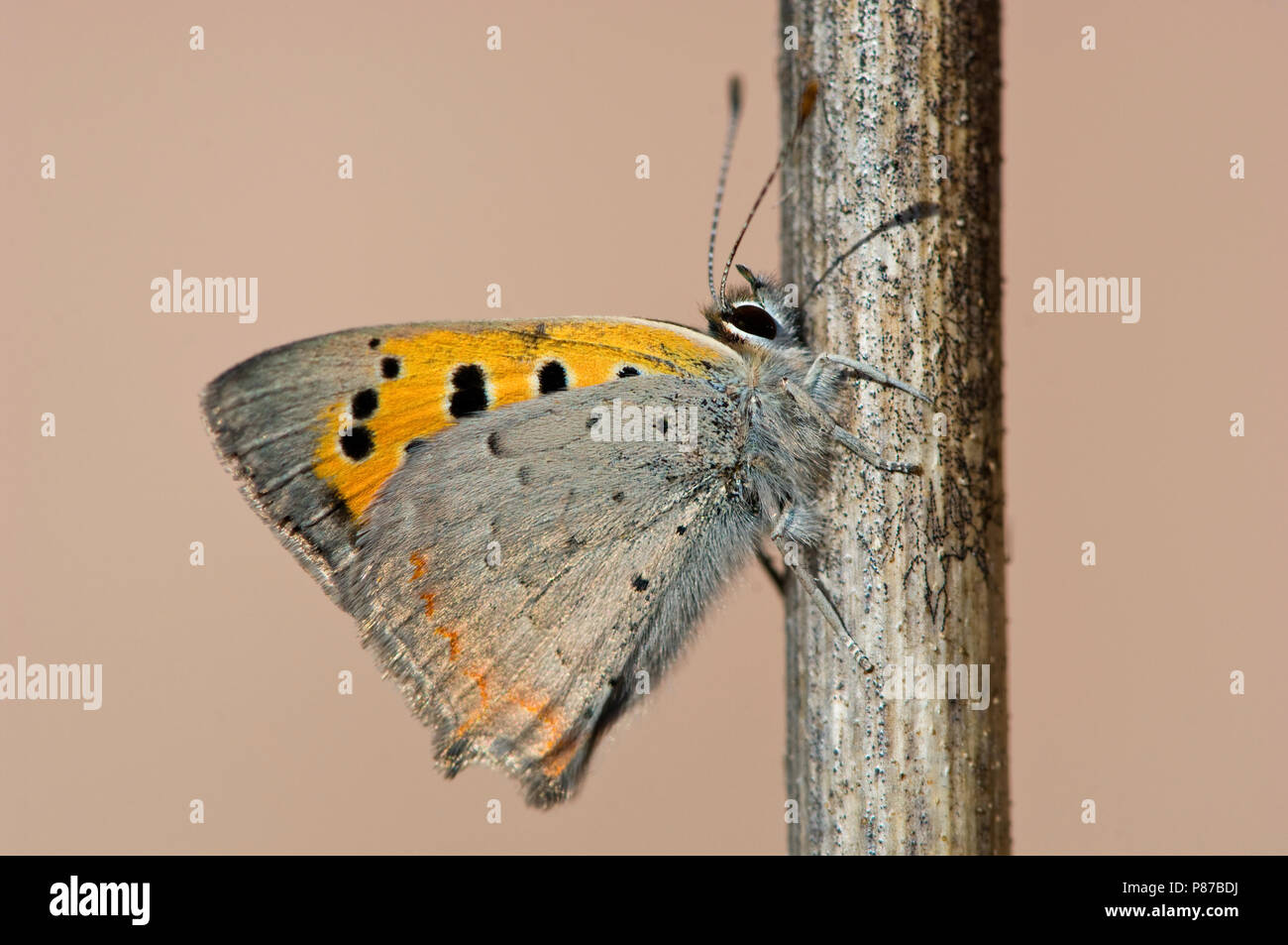 Kleine vuurvlinder/Kleine Kupfer (Lycaena phlaeas) Stockfoto