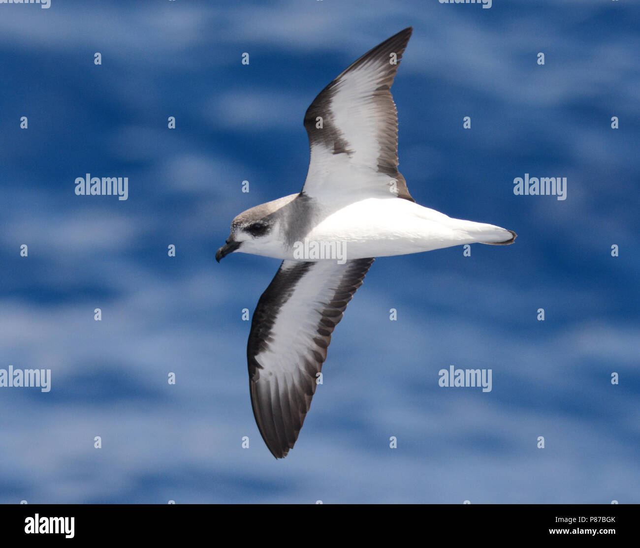 Black-winged Petrel (Pterodroma nigripennis) fliegen über dem Pazifischen Ozean nördlich von Neuseeland. Stockfoto