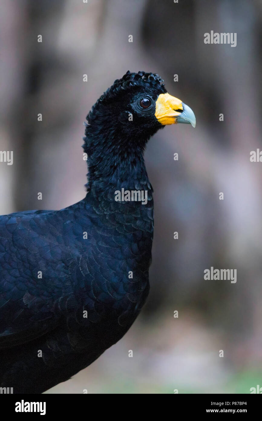 Schwarz (Curassow Crax diesem) ein Boden - Wohnung Vogel in feuchten Wäldern im nördlichen Südamerika in Kolumbien, Venezuela, der Guianas gefunden und weit Nort Stockfoto