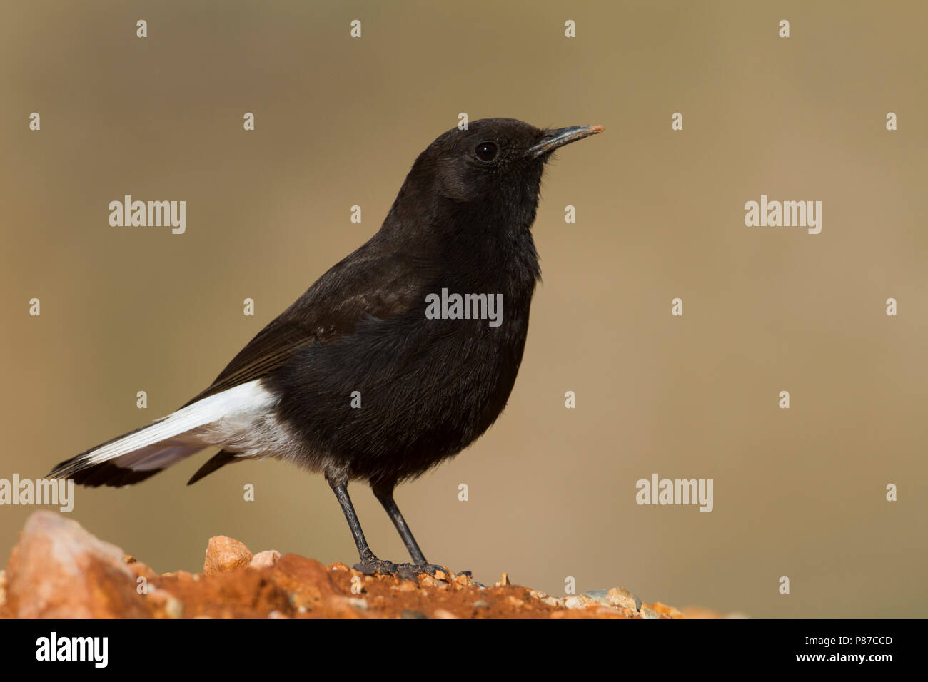 Schwarze Steinschmätzer - Oenanthe leucura Trauersteinschmätzer - ssp. riggenbachi, Marokko, männlichen Erwachsenen Stockfoto