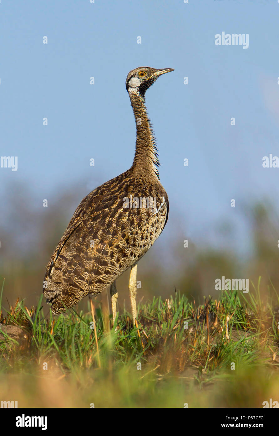 Schwarz-bellied Bustard (Lissotis melanogaster) ist eine afrikanische Boden - Wohnung Vogel in der großtrappen Familie. Stockfoto