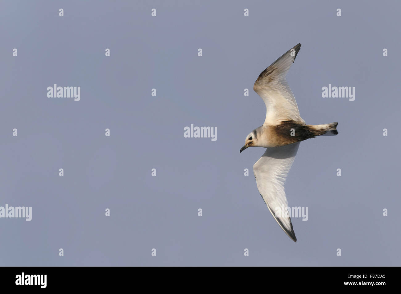 Schwarz-legged Dreizehenmöwe - Dreizehenmöwe - Rissa tridactyla, Deutschland, Erwachsene, geölt Vogel Stockfoto