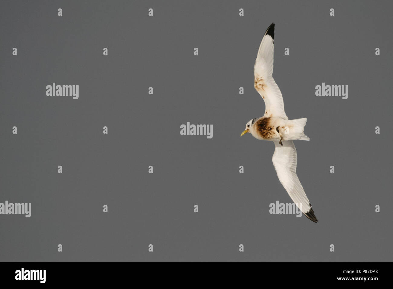 Schwarz-legged Dreizehenmöwe - Dreizehenmöwe - Rissa tridactyla, Deutschland, Erwachsene, geölt Vogel Stockfoto