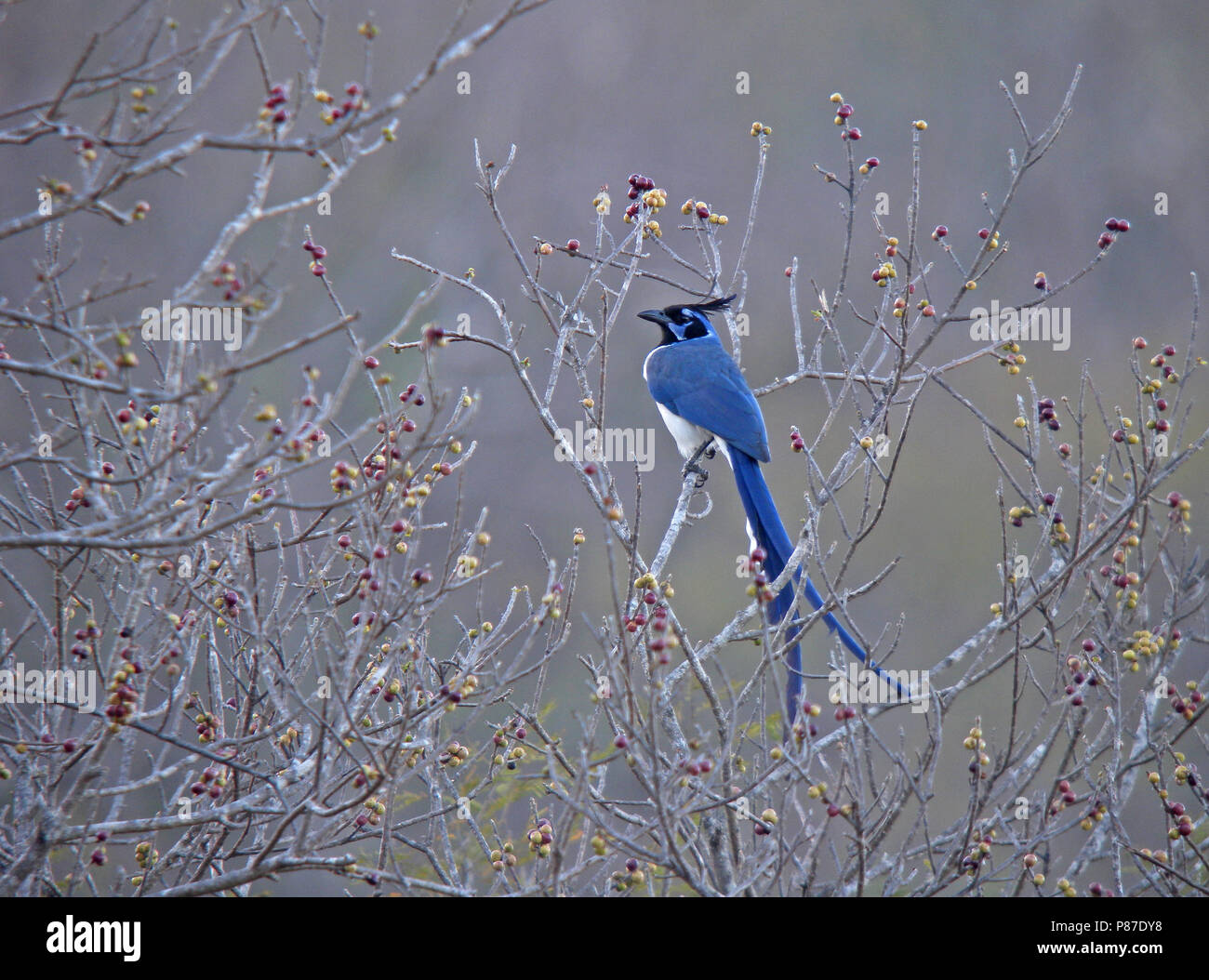 Black-throated Elster Eichelhäher (Calocitta colliei), eine auffallend lange-tailed magpie - Jay des nordwestlichen Mexiko. Stockfoto