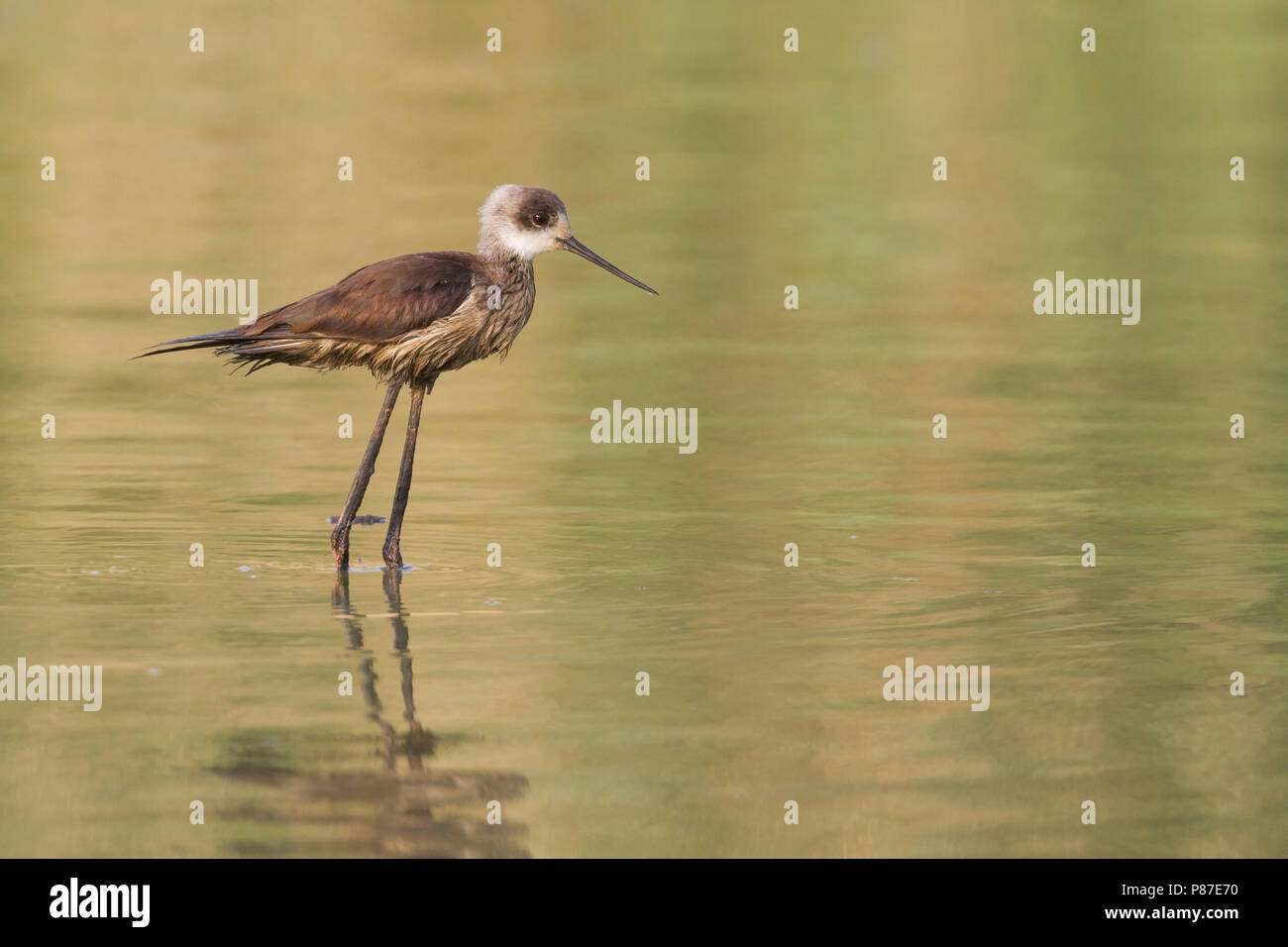 Schwarz - geflügelte Stelzenläufer Stelzenläufer Himantopus himantopus - ssp. himantopus, Oman, geölt Vogel Stockfoto