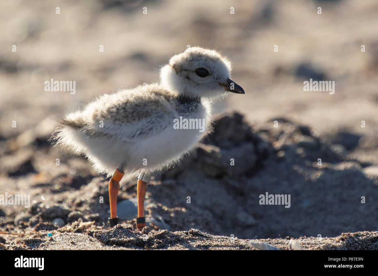 Eine junge gefährdete Rohrleitungen plover (Charadrius melodus) Küken auf Toronto Islands' Hanlan Point Beach in Toronto, Ontario, Kanada. Stockfoto