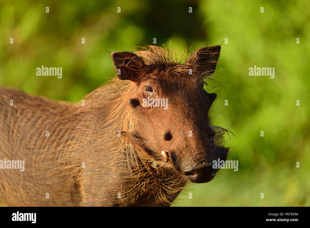 Warzenschwein gemeinsame Warzenschwein, wildes Schwein Afrikanischen hog Stockfoto