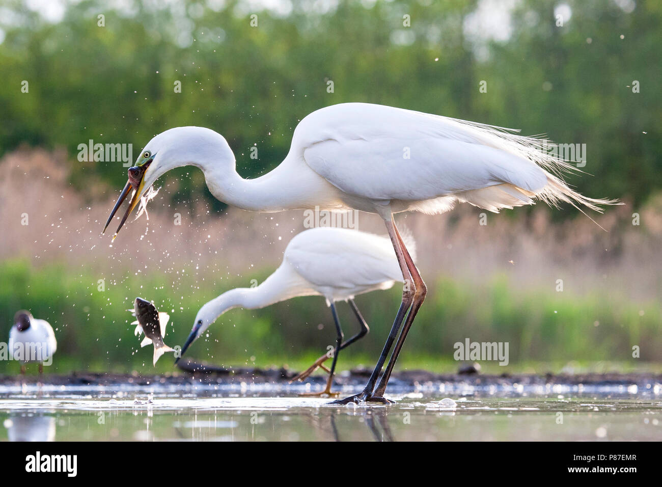 Grote Zilverreiger laat gevangen vis vallen met Kleine Zilverreiger in Achtergrond; Western Great Egret Fallen gefangenen Fisch mit Seidenreiher zurück Stockfoto