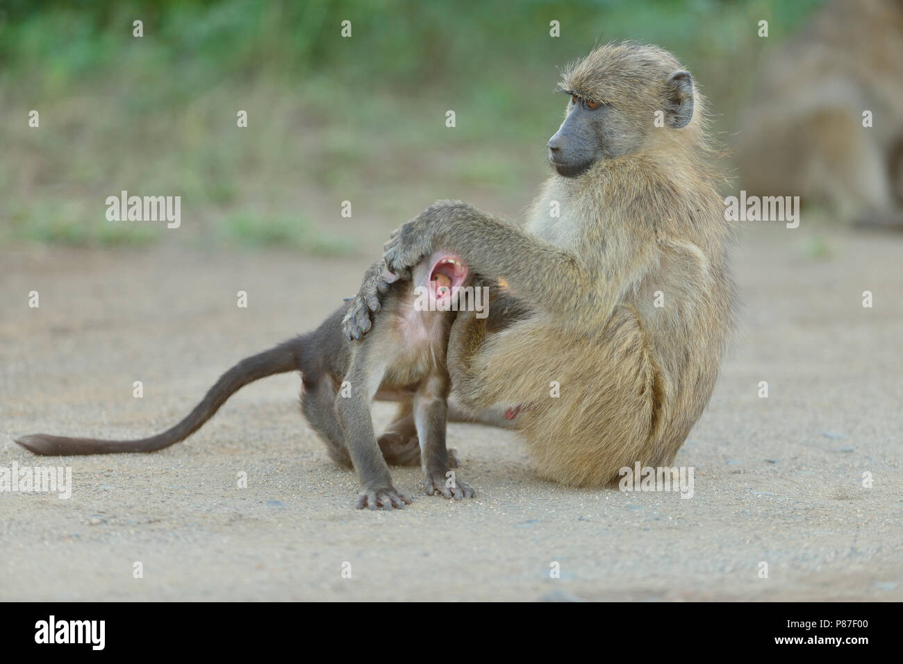 Baby Pavian spielen Aktion niedlichste Affe in Kruger Stockfoto