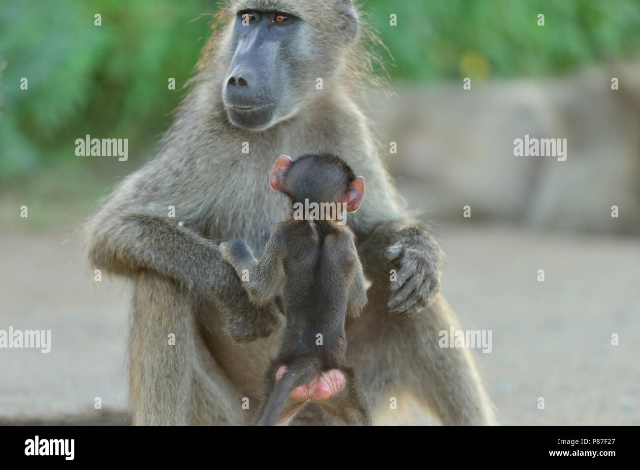 Baby Pavian spielen Aktion niedlichste Affe in Kruger Stockfoto