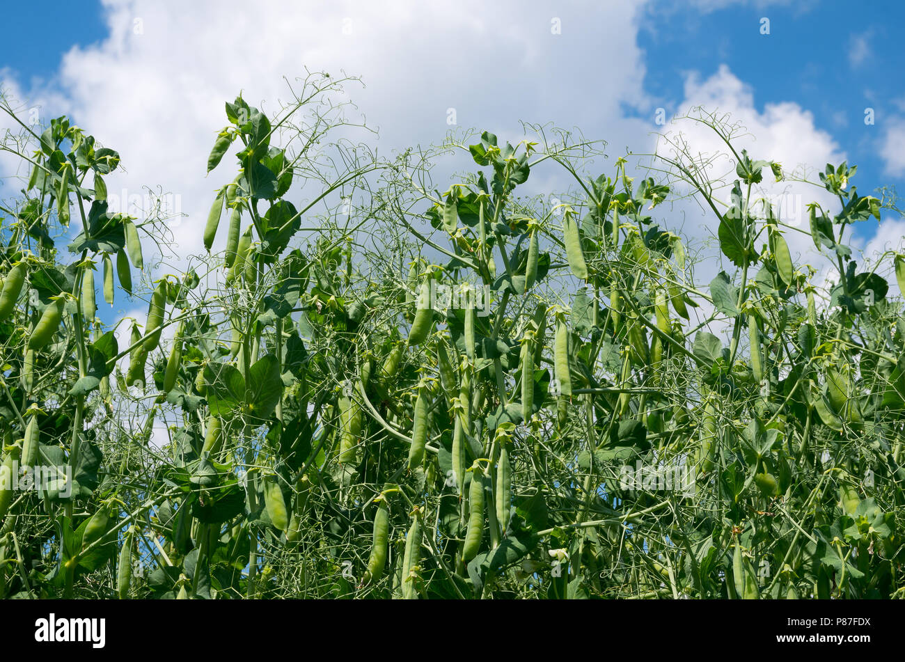 Anlage Erbsen vor blauem Himmel Hintergrund Stockfoto