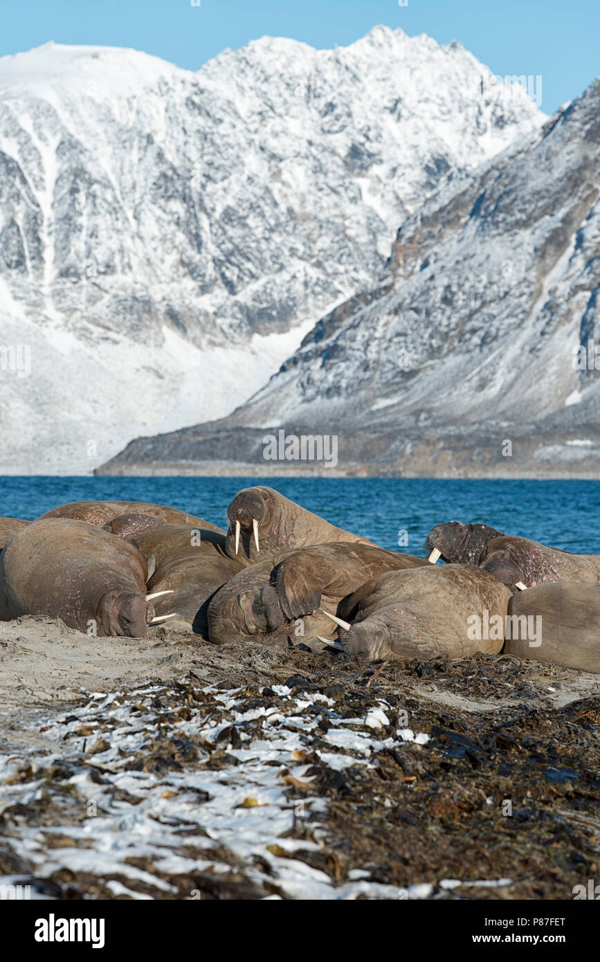 Gruppe der Walrosse in Nordvest-Spitsbergen Smeerenburgfjord, Nationalpark, Svalbard, Norwegen. Stockfoto