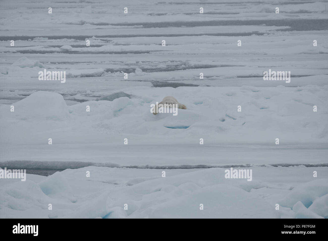 Eisbär auf arktischem Packeis nördlich von Svalbard, Norwegen. Stockfoto