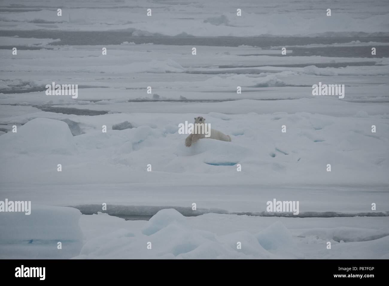 Eisbär auf arktischen Packungen nördlich von Svalbard, Norwegen Stockfoto