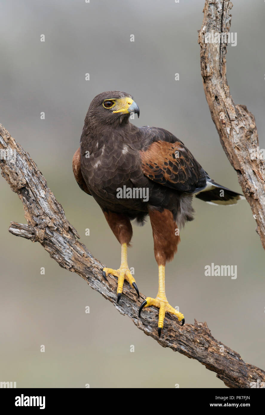 Erwachsene Frau Hidalgo Co., TX März 2014 Stockfoto