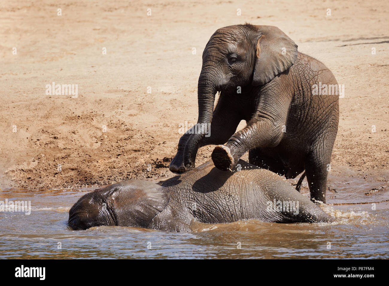 Zwei im Wasser spielen Elefant Waden an einem heißen Sommertag Stockfoto