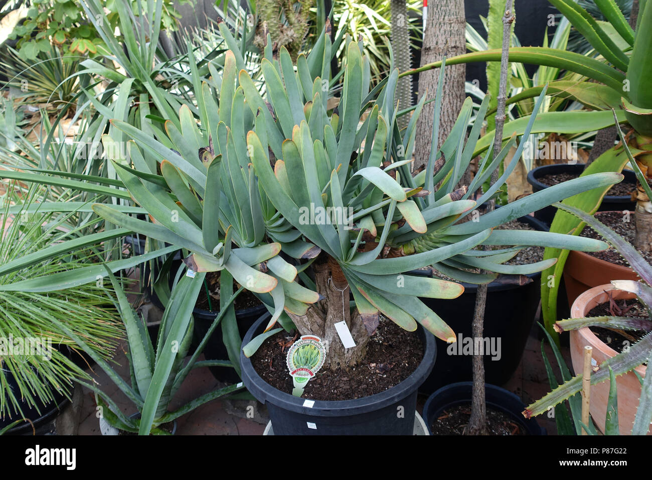 Kumara Plicatilis oder als Aloe plicatilis oder der Lüfter - Aloe bekannt Stockfoto