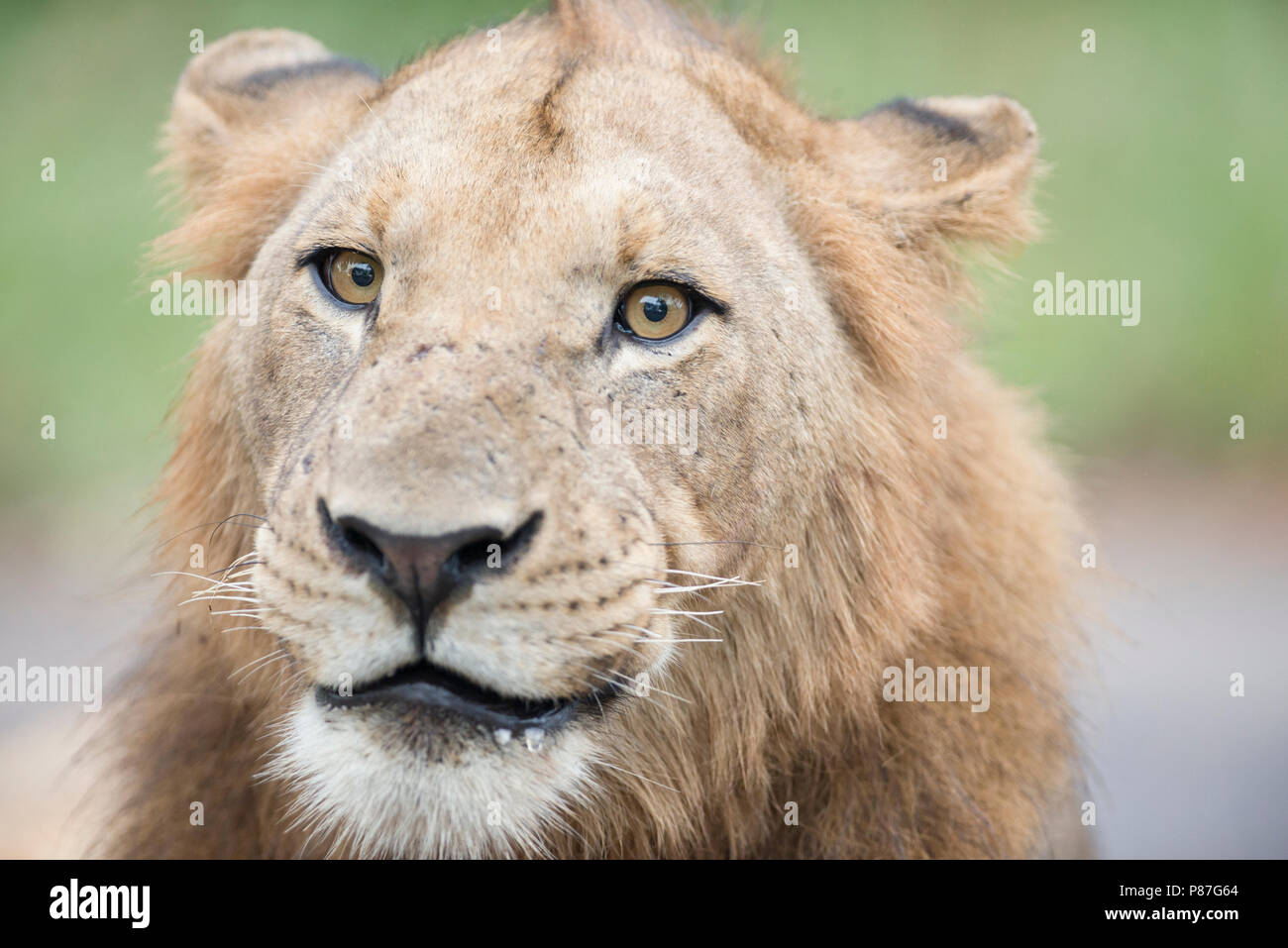 Männliche Löwe Nahaufnahme Portrait im Busch Kruger Stockfoto