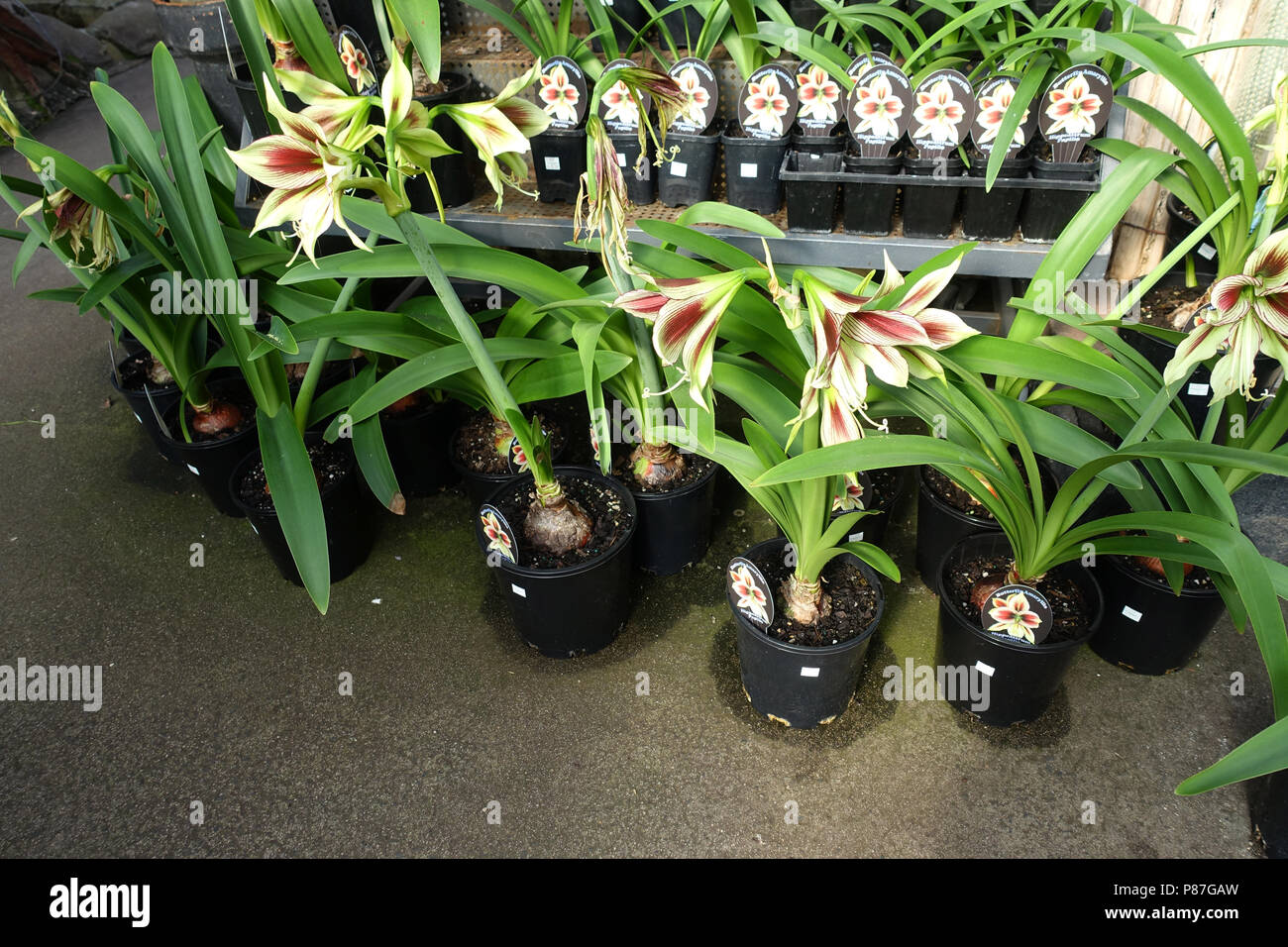 Hippeastrum Papilio Oder Als Schmetterling Amaryllis Bekannt Stockfotografie Alamy