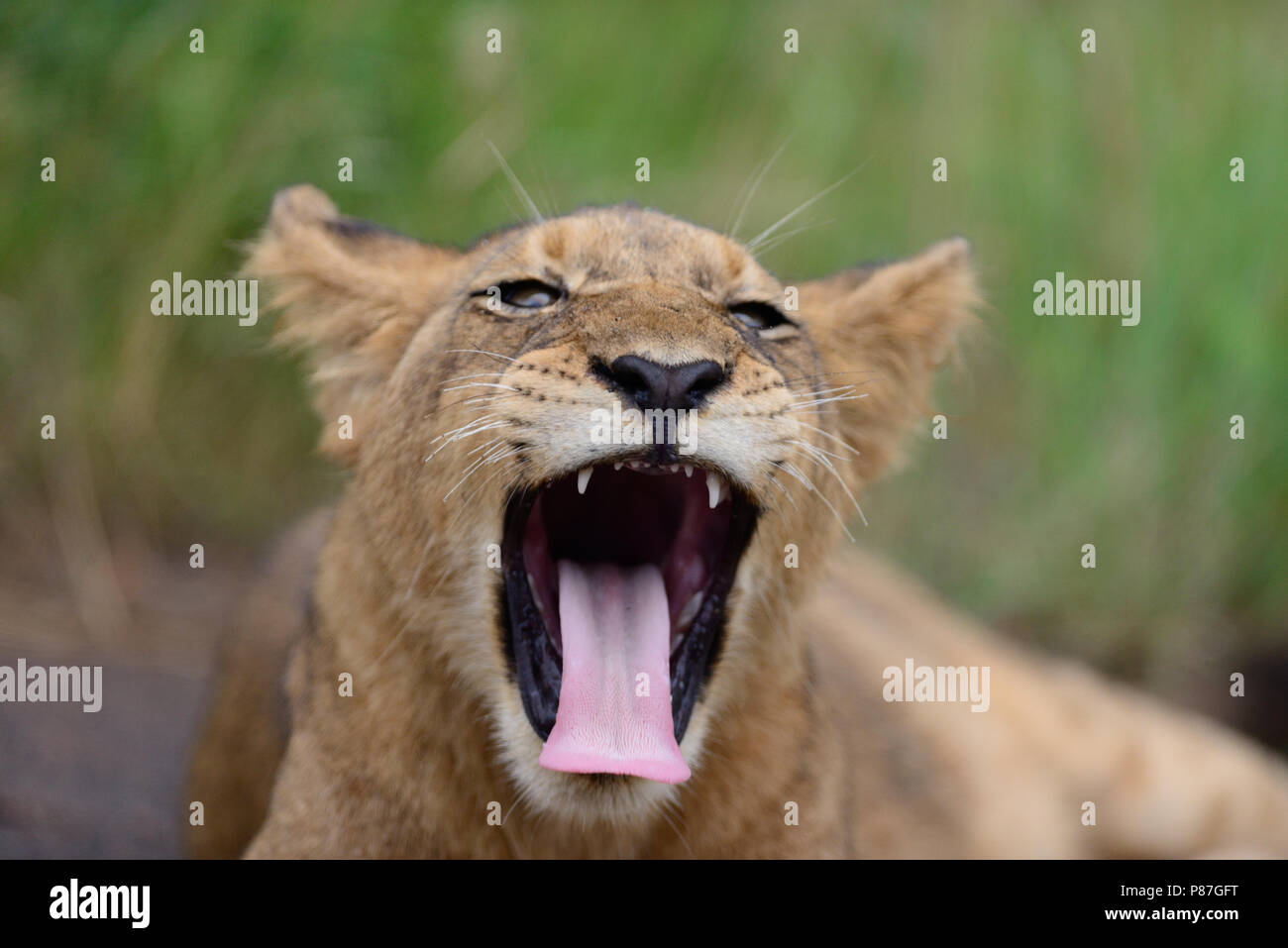 Baby lion cub Portrait beim Gähnen, müde Cub Stockfoto