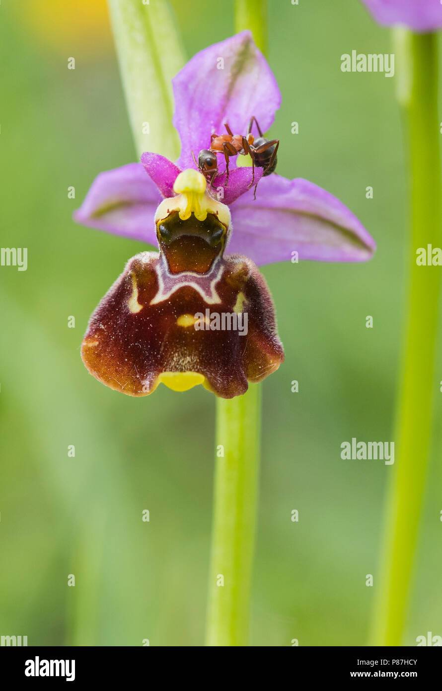 Hommelorchis, Ende spider Orchid Stockfoto