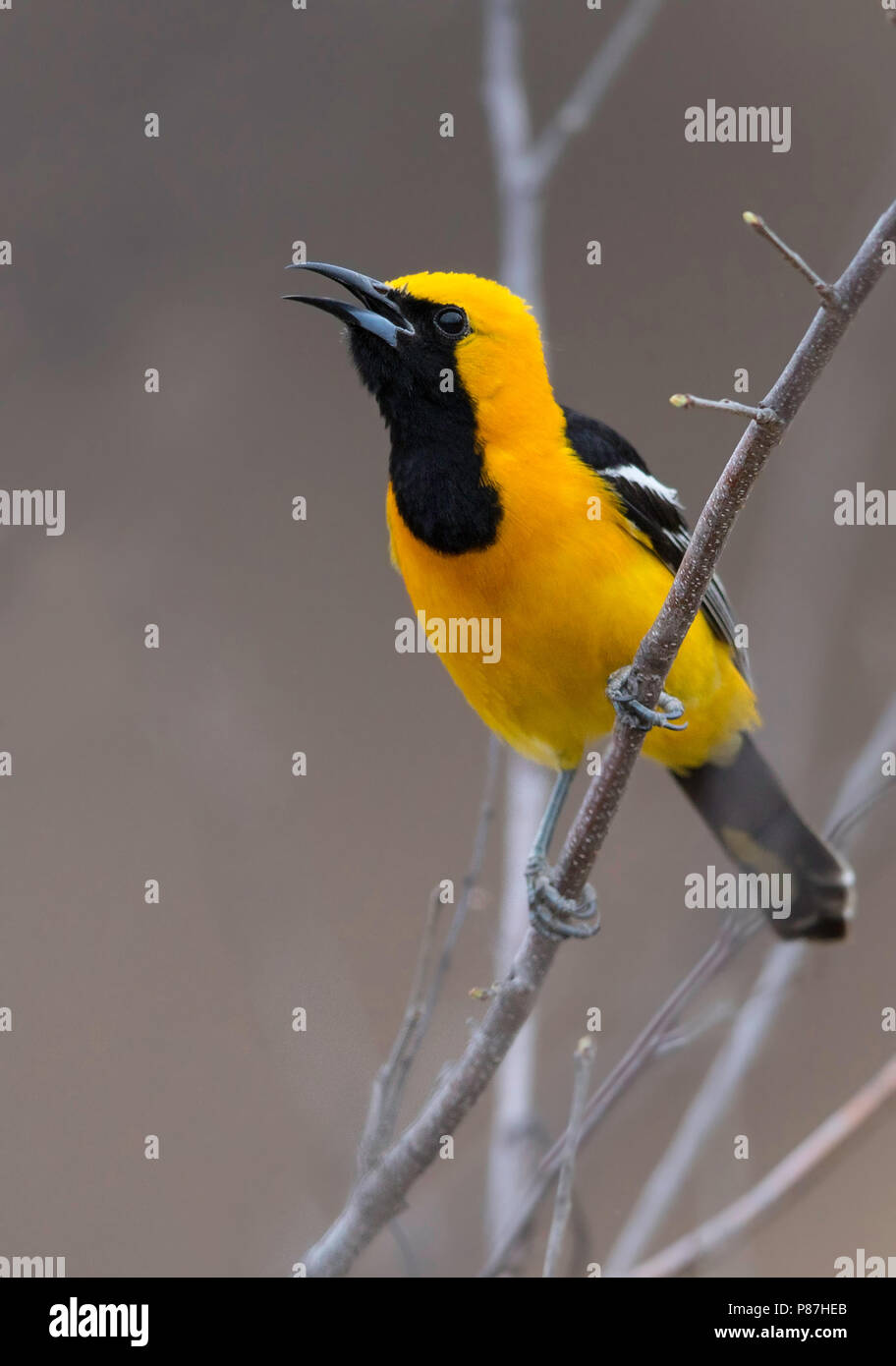 Mit Kapuze Oriole (Ikterus Cucullatus) Stockfoto