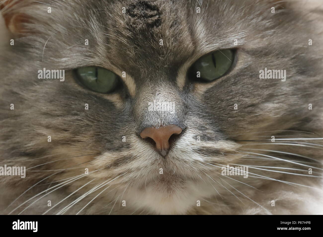 Nahaufnahme von einem grauen Tabby Hauskatze Stockfoto
