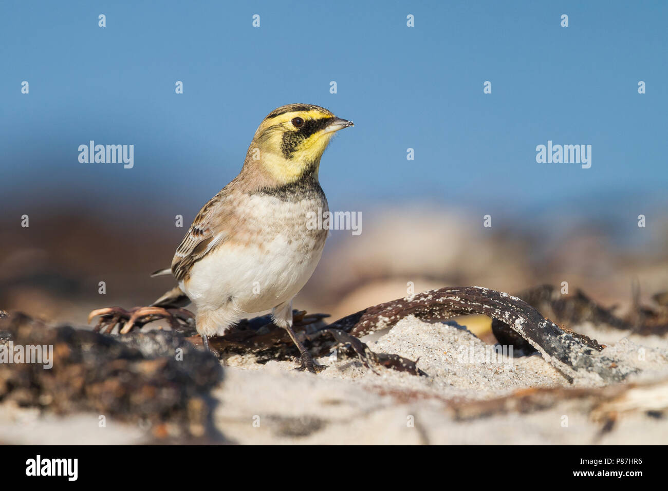 Shore Lerche - ohrenlerche - Eremophila alpestris Flava, Deutschland Stockfoto