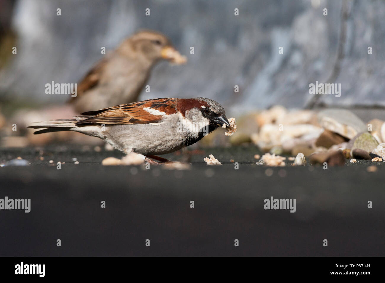 Etend paartje Huismussen Brut in een Tuin; Paar Haus Spatzen essen Brot in einem Garten Stockfoto