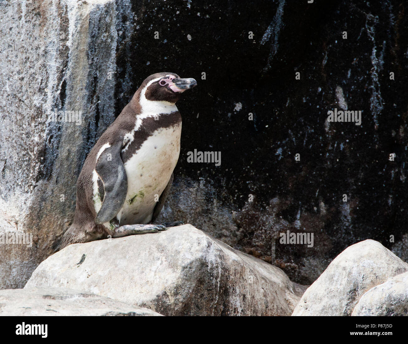 Humboldt-pinguin (Spheniscus Humboldti) auf einem Felsen im Meer aus der peruanischen Küste in der Nähe von Lima thront Stockfoto
