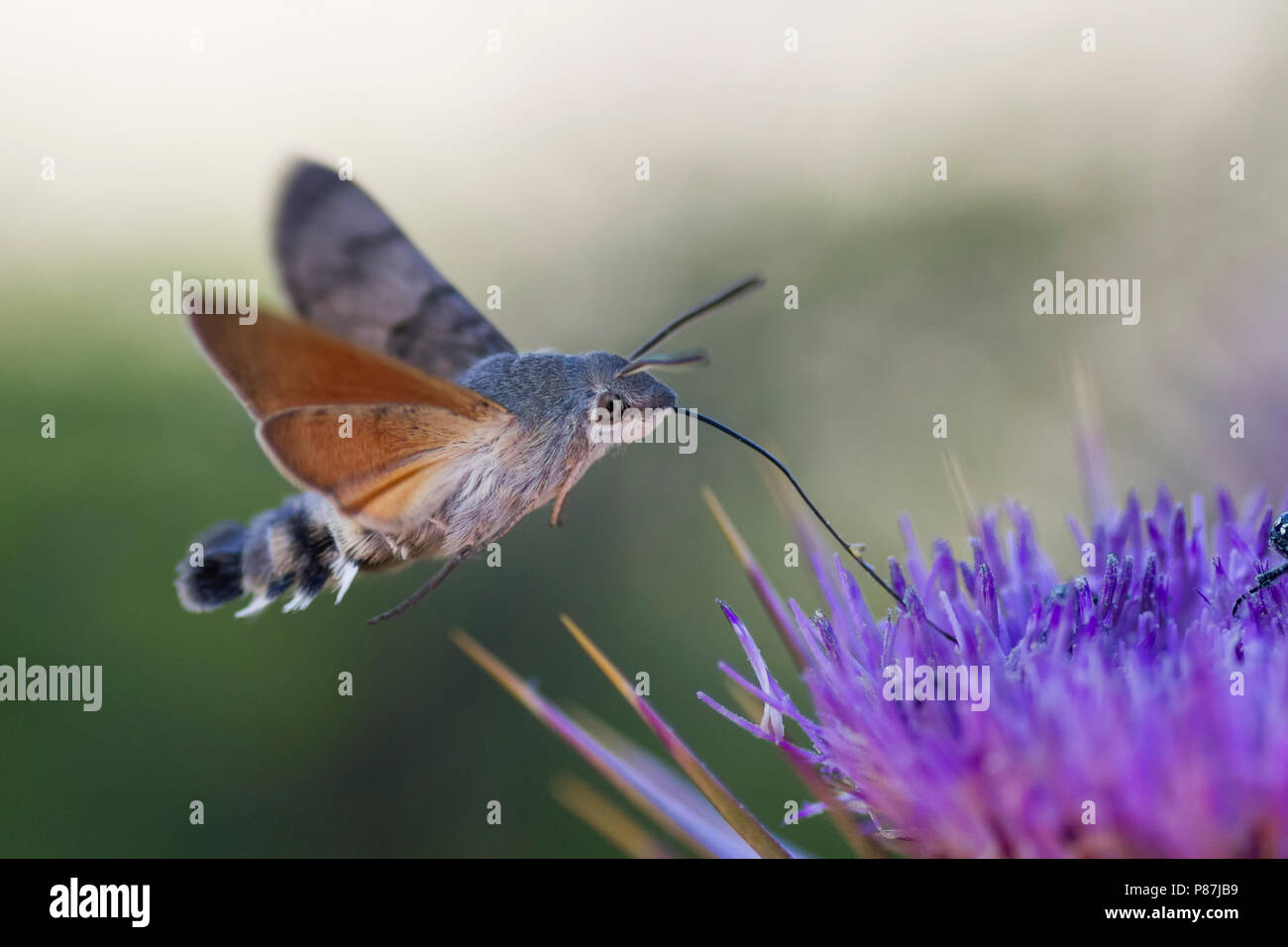 Hummingbird Hawk-moth-taubenschwänzchen Macroglossum stellatarum-, Zypern, Imago Stockfoto