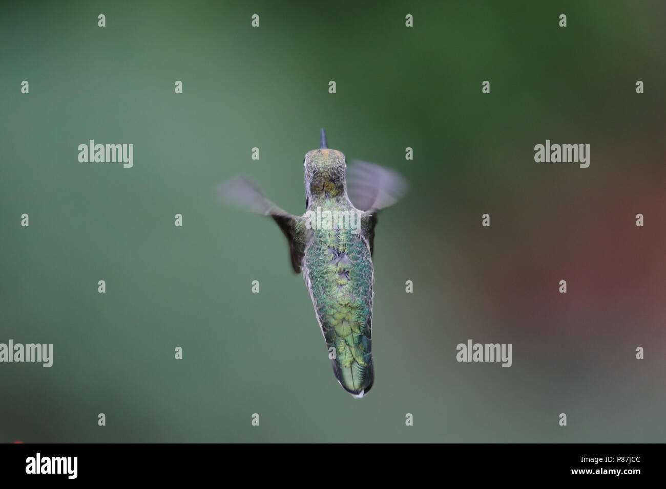 Frau Anna's Hummingbird Fütterung auf Blumen Stockfoto