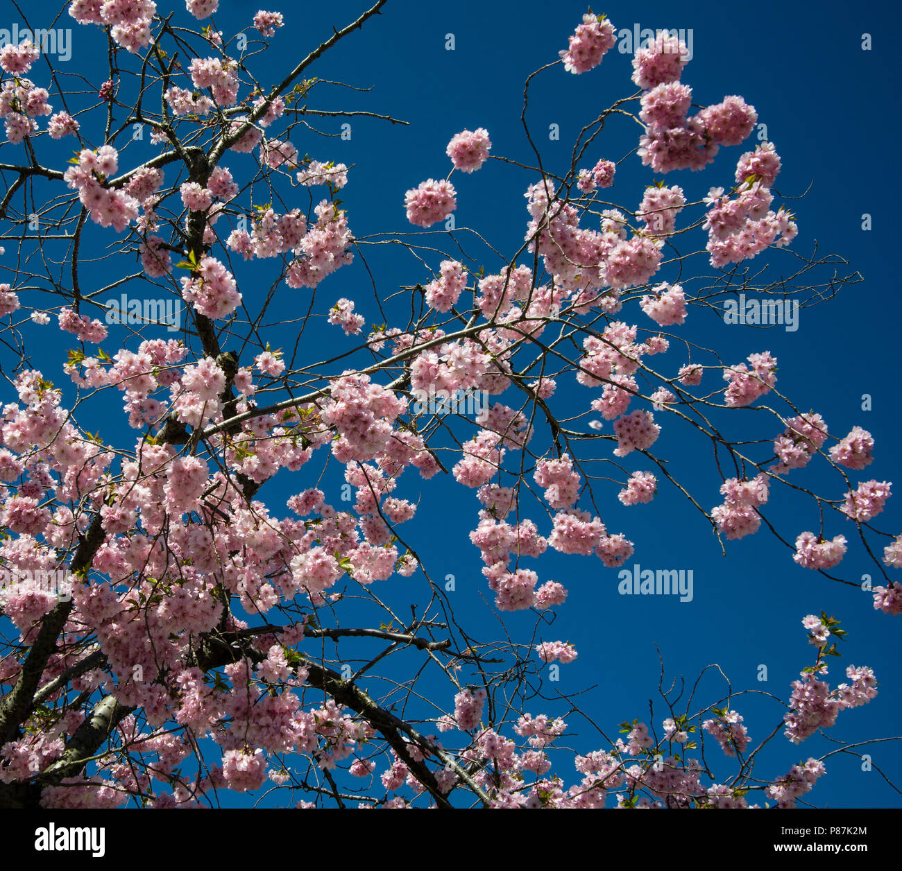 Kirschblüte in Schottland Blumen für nur ein paar Tage, hier im April in der Nähe der Grenze mit England 20. Es weg so bald wie Wind und kalte Wetter können Sie Stockfoto