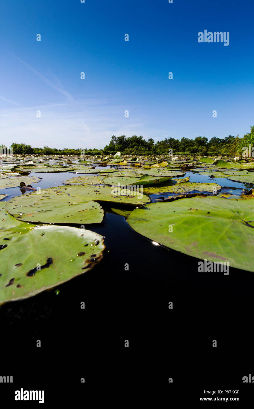 Blad van de Witte waterlelie, Blatt einer Weiße Wasserlilie Stockfoto