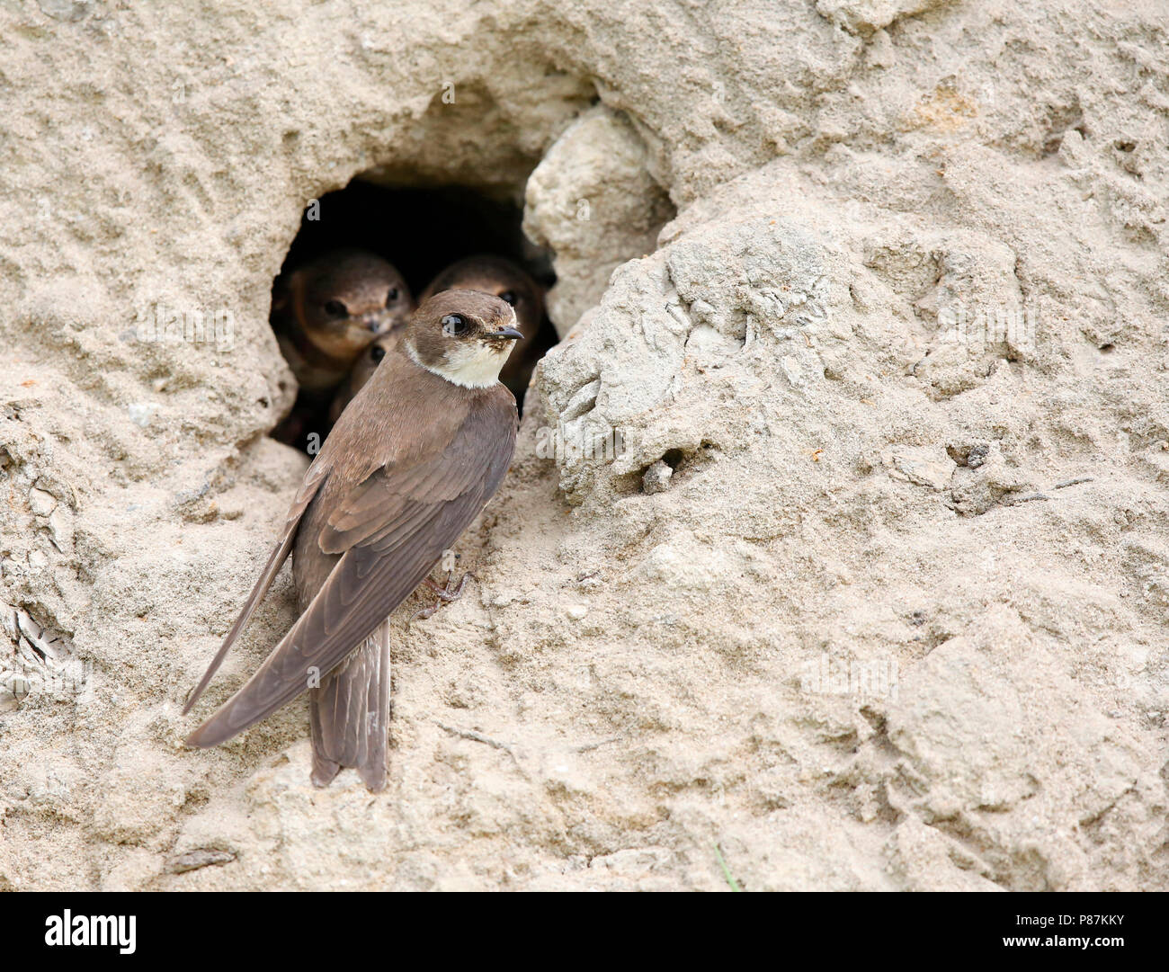 Oeverzwaluw bij Nest; nesting Sand Martins Stockfoto