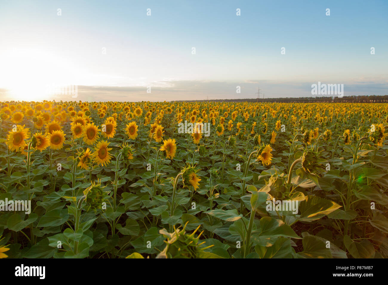 Endlose Sonnenblumen Feld auf dem Hintergrund des blauen Himmels Stockfoto