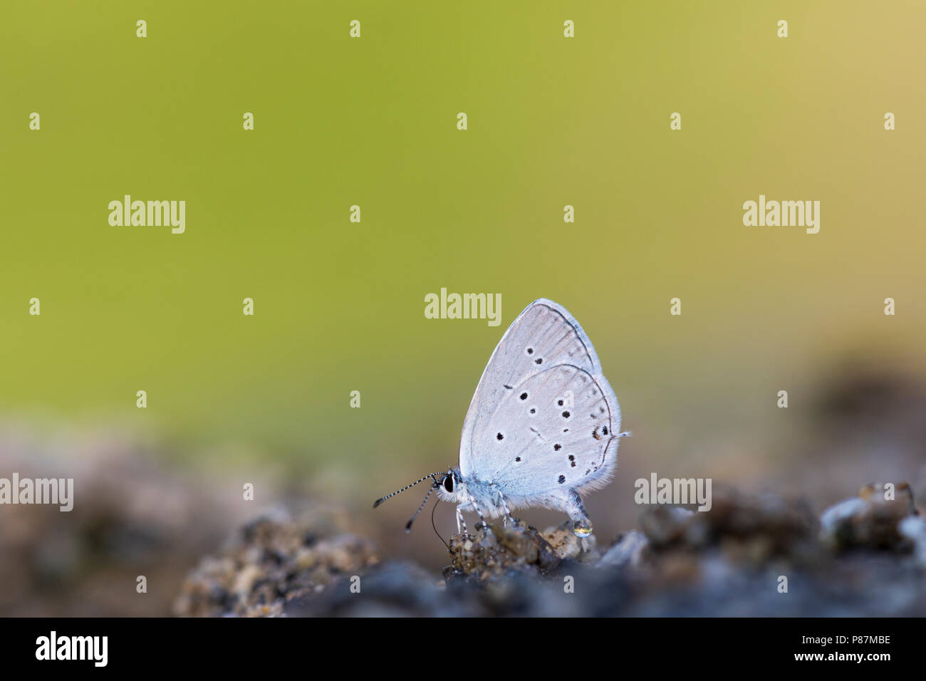 Oostelijk staartblauwtje, Eastern Short-tailed Blue, Cupido decoloratus Stockfoto