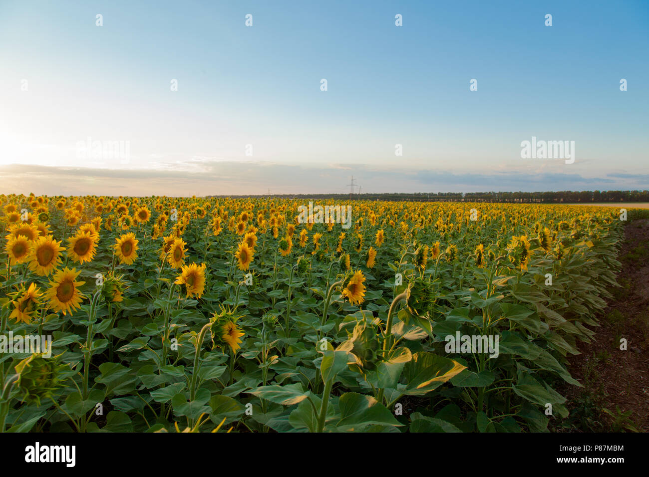 Endlose Sonnenblumen Feld auf dem Hintergrund des blauen Himmels Stockfoto