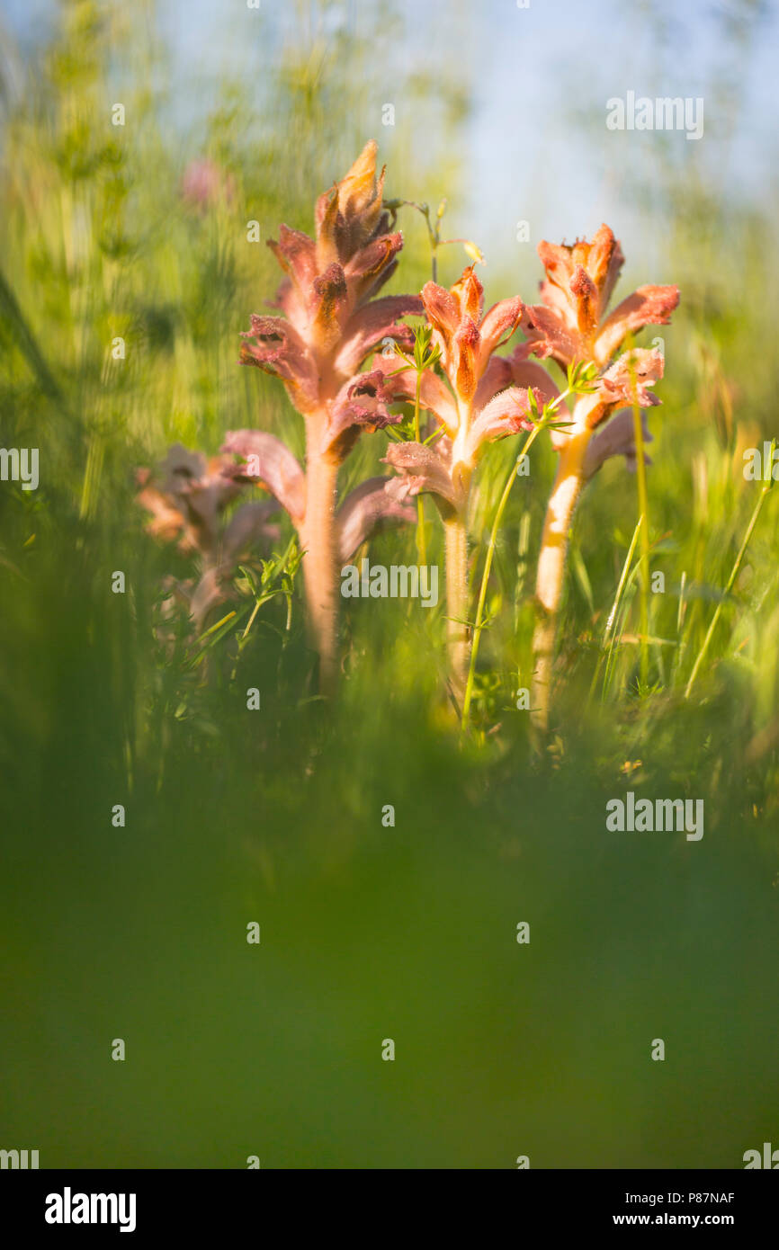 Walstrobremraap parasiteerd voornamelijk op Geel Walstro, Nelke duftende broomrape ist ein Parasit meist auf gelb Bedstraw Stockfoto